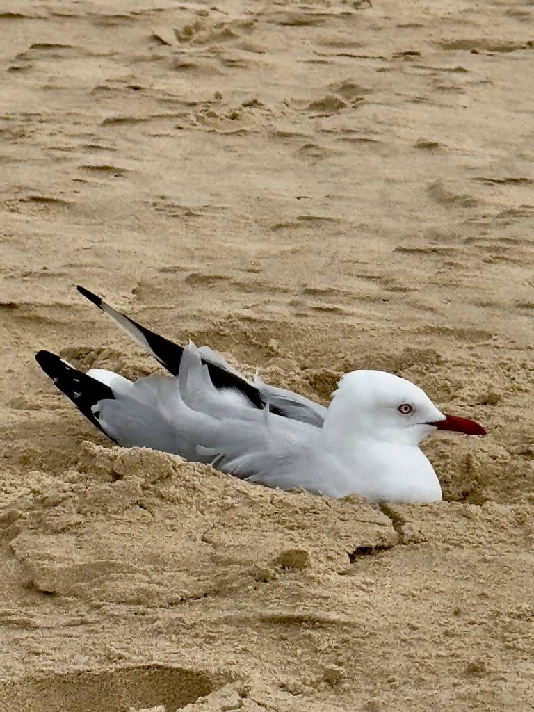 the-spit-beach-gold-coast-queensland beach