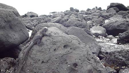 tortuga-bay-parroquia-bella-vista-gal%C3%A1pagos beach