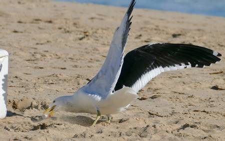 wilderness-beach-george-local-municipality-western-cape beach