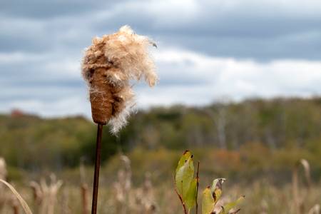 william-obrien-state-park-scandia-minnesota beach