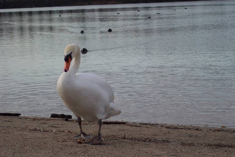 bagersee-strasbourg-grand-est beach