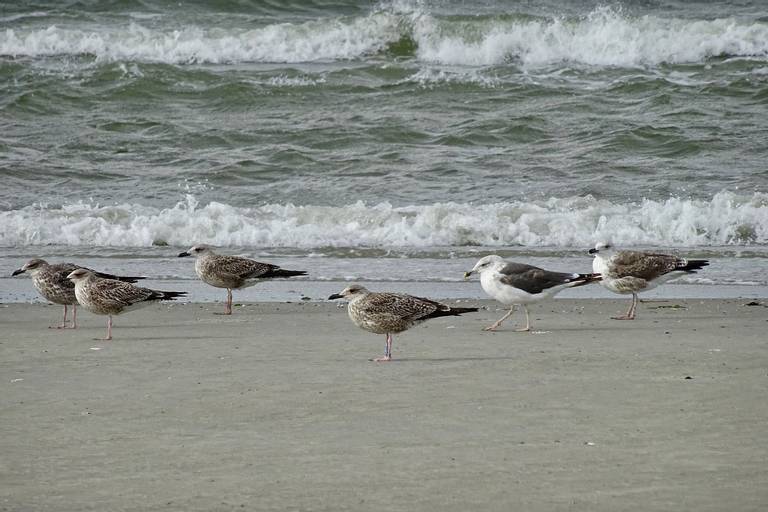 balg-schiermonnikoog-friesland beach