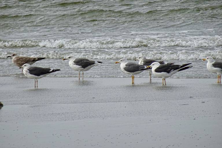 balg-schiermonnikoog-friesland beach