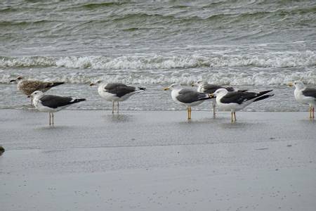 balg-schiermonnikoog-frisia beach