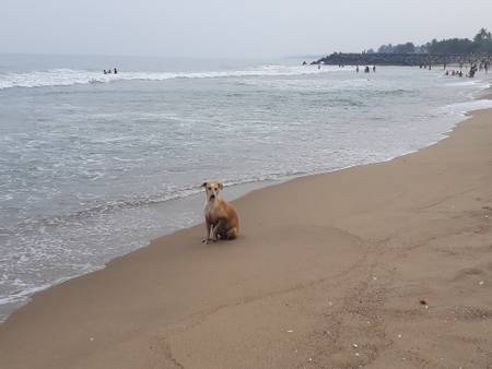 bodhi-beach-kotamedu-tamil-nadu beach