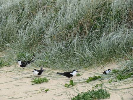 blinky-beach-lord-howe-island-new-south-wales beach