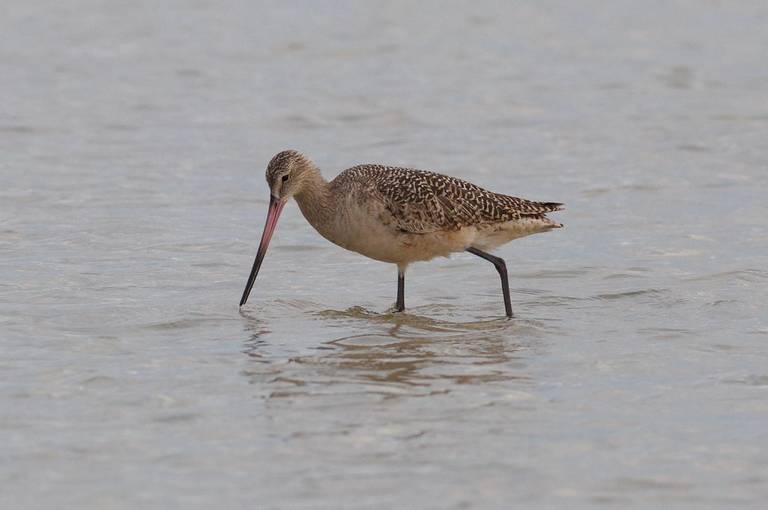 bunche-beach-lee-county-florida beach