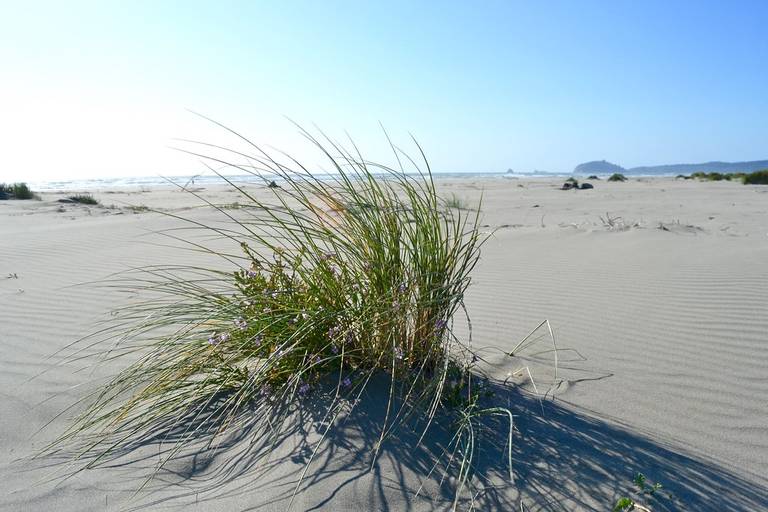 clam-beach-fort-ross-california beach