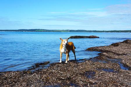 crescent-beach-pugwash-nova-scotia beach