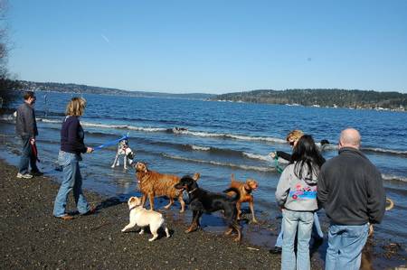 dog-beach-edmonds-washington beach