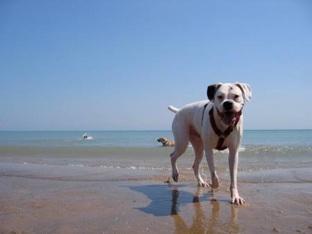 dog-beach-evanston-illinois beach