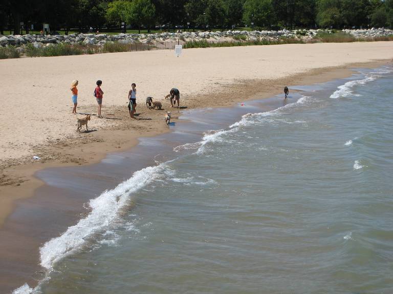 dog-beach-evanston-illinois beach