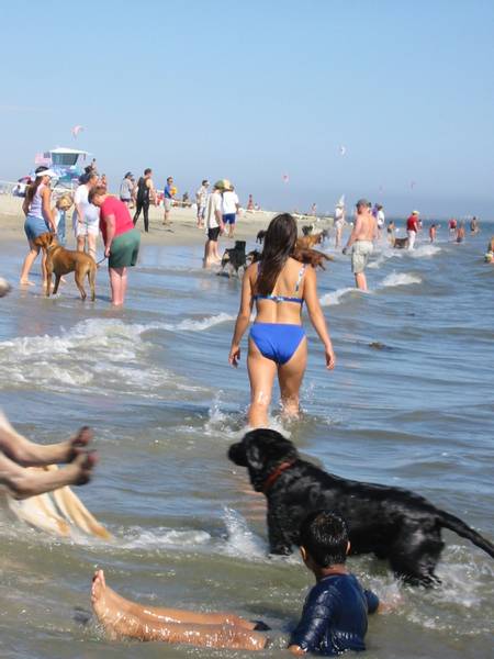 dog-beach-san-diego-california beach