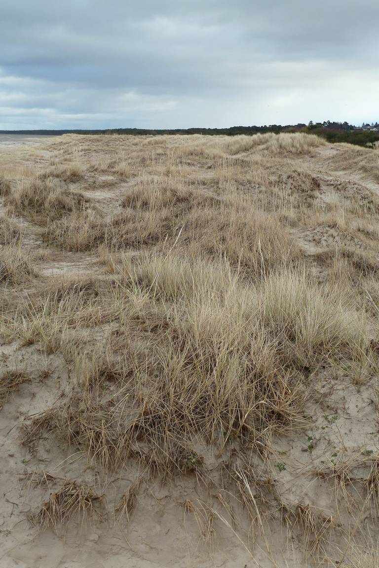 east-beach-nairn-scotland beach