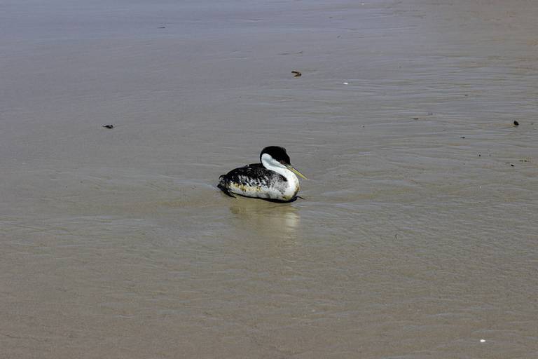 ellwood-beach-goleta-california beach