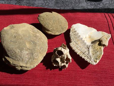 fossil-beach-westmoreland-county-virginia beach