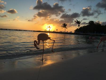 flamingo-beach-oranjestad beach