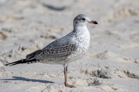 gulf-shores-public-beach-gulf-shores-alabama beach