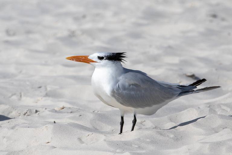 gulf-shores-public-beach-gulf-shores-alabama beach