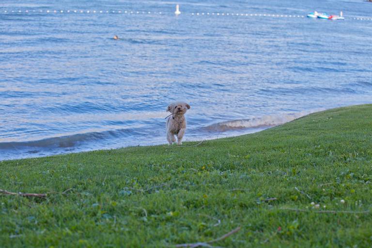 gyro-beach-osoyoos-british-columbia beach