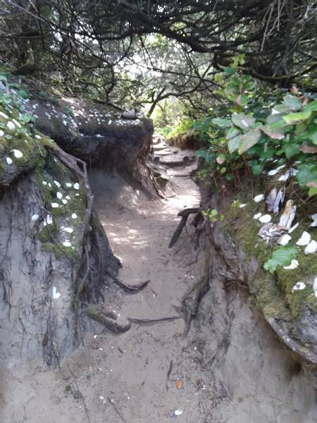 hobbit-beach-lane-county-oregon beach