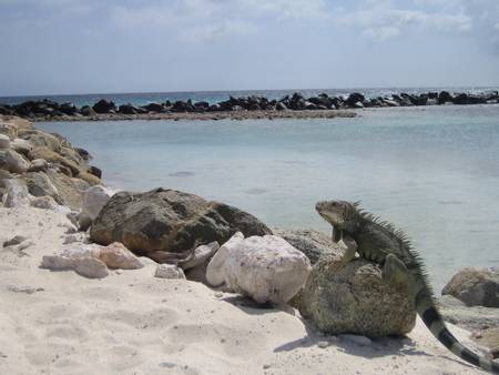 iguana-beach-oranjestad beach