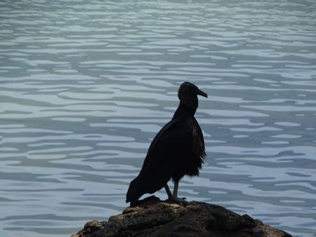 ilha-do-cedro-paraty-rio-de-janeiro beach