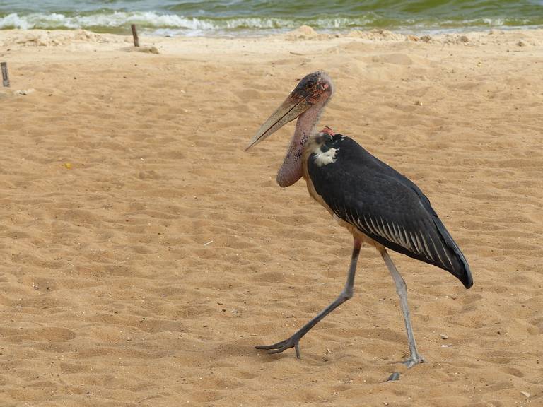 lido-beach-entebbe-wakiso beach