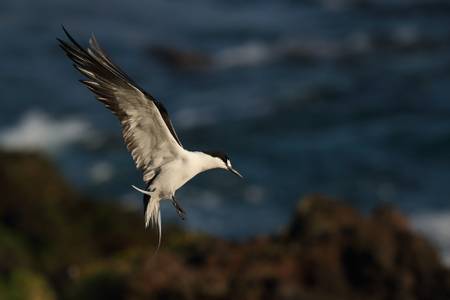 middle-beach-lord-howe-island-new-south-wales beach