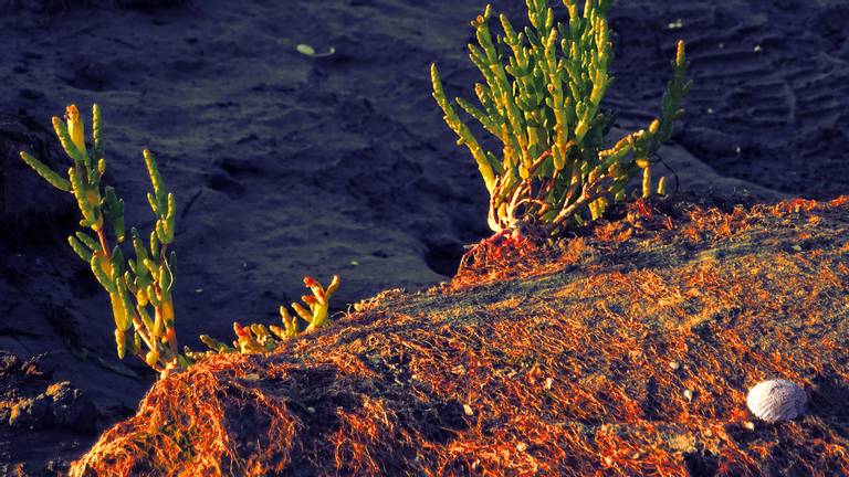 naturstrand-hilgenriedersiel-lower-saxony beach