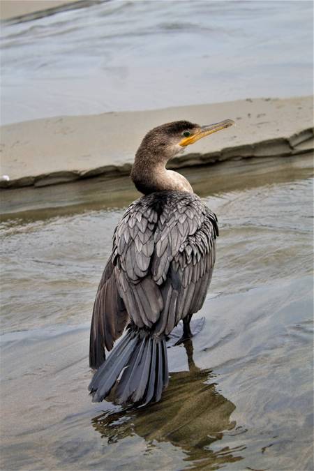 playa-agua-dulce-barranco-lima beach