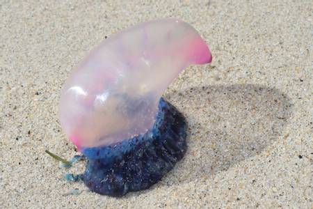 playa-do-penoural-burela-galicia beach