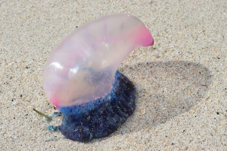 playa-do-penoural-burela-galicia beach