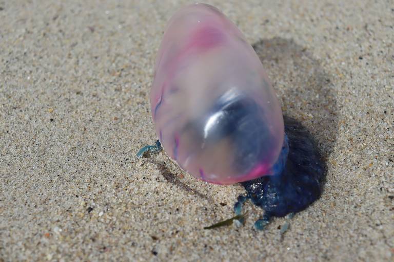 playa-do-penoural-burela-galicia beach