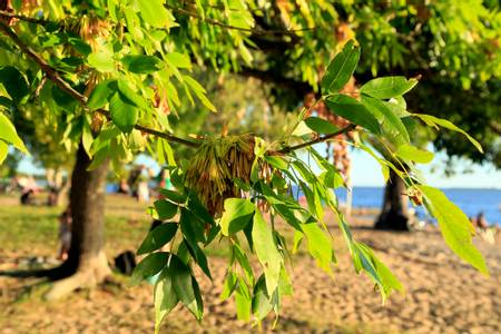 playa-ser%C3%A9-carmelo-colonia beach