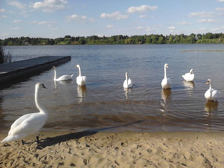 pla%C5%BCa-wieliszew-wieliszew-masovian-voivodeship beach