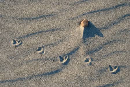 plum-island-beach-ipswich-massachusetts beach