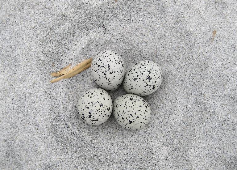 plum-island-beach-ipswich-massachusetts beach