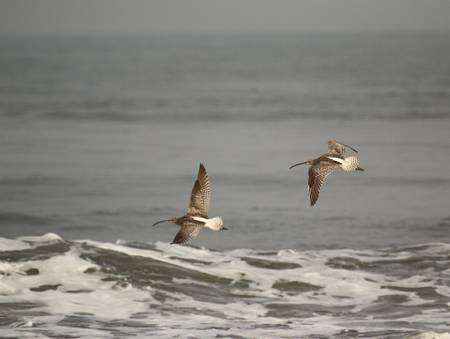 puthuvype-beach-kochi-kerala beach