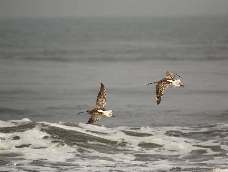 puthuvype-beach-kochi-kerala beach