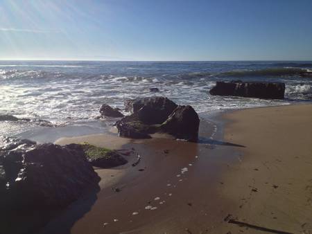 sand-plant-beach-santa-cruz-california beach