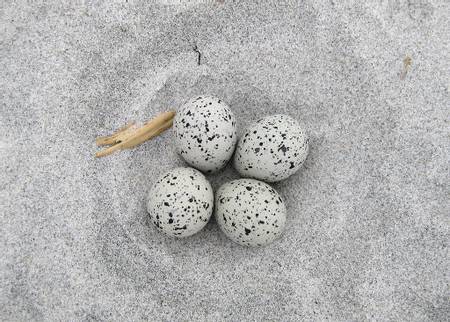 sandy-beach-cohasset-massachusetts beach