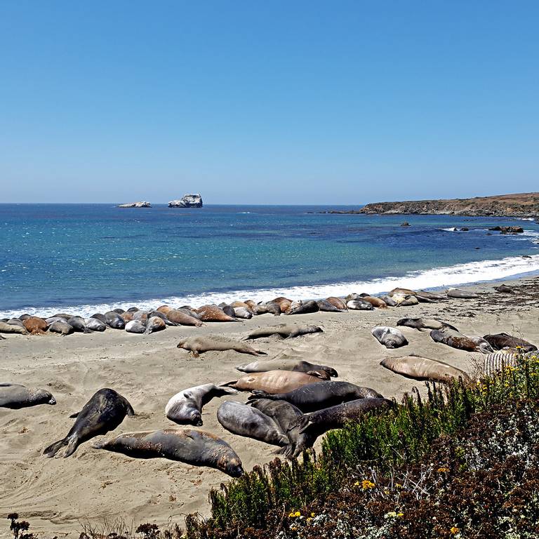 seal-rookery-sea-ranch-california beach
