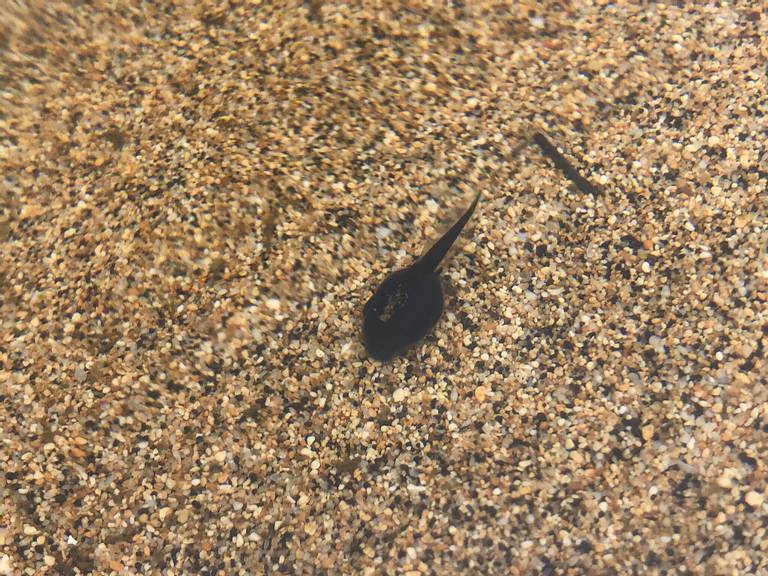 secret-beach-kalihiwai-hawaii beach