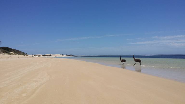 seven-mile-beach-coffin-bay-south-australia beach
