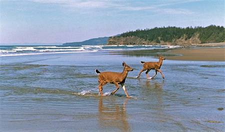 shi-shi-beach-clallam-county-washington beach