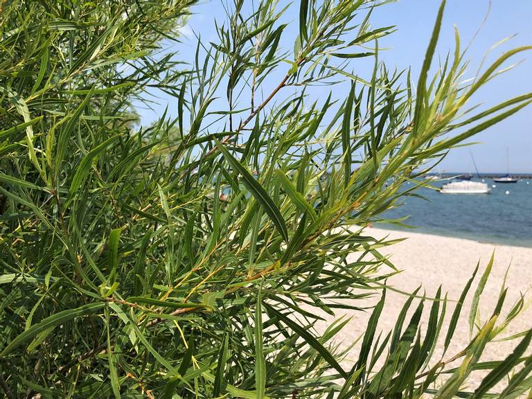 south-shore-beach-town-of-sumpter-wisconsin beach