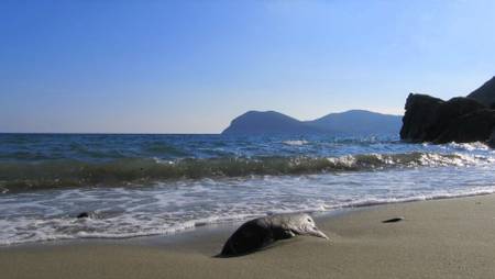 spiaggia-di-fonza-campo-nellelba-tuscany beach