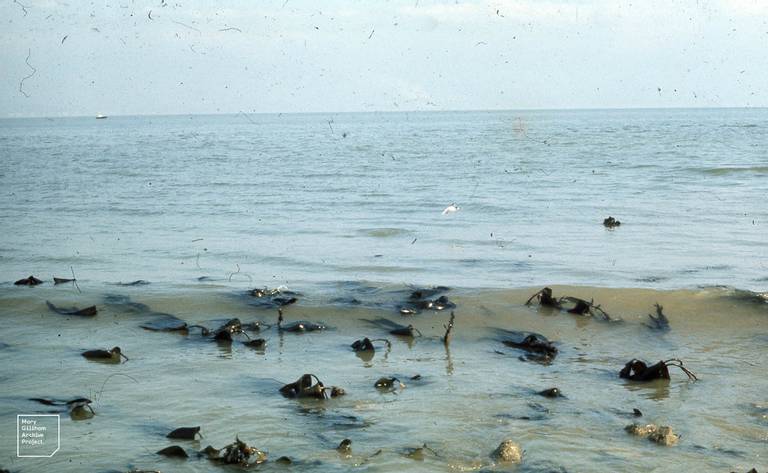 swansea-bay-swansea-wales beach